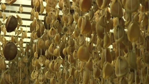 Farmed abaone out to dry before export Vídeos de archivo 146595508