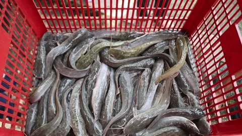 Farmed catfish from breeders are ready to be marketed Stock Footage 312184883