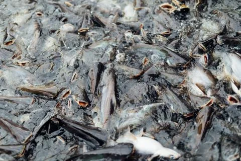Farmed catfish feeding Stock Photos