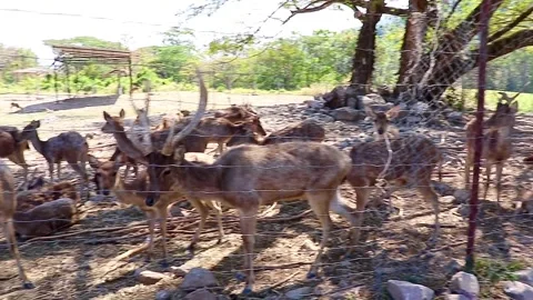 Farmed deer calmly walking back and forth outdoors Stock Footage 326776145
