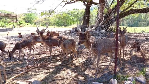 Farmed deer calmly walking back and forth outdoors Stock Footage 326776146