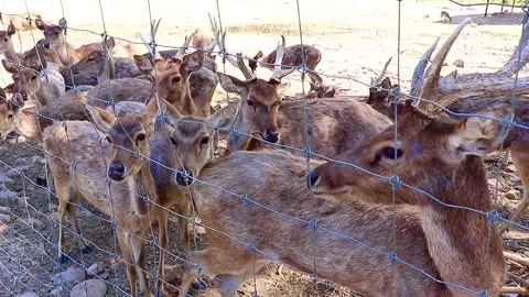 Farmed deer calmly walking back and forth outdoors Stock Footage 326776147