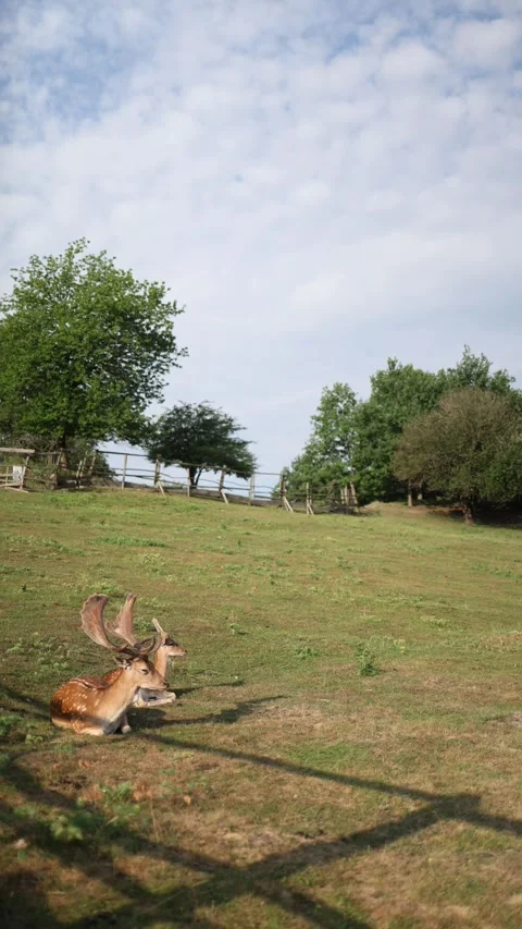 Farmed fallow deer resting in a managed enclosure Stock Footage 340135046