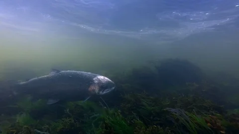 Farmed fish in river with big infection caused of salmon louse Video stock 94342937