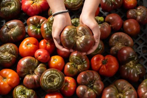 Farmed Organic Tomatoes Stock Photos