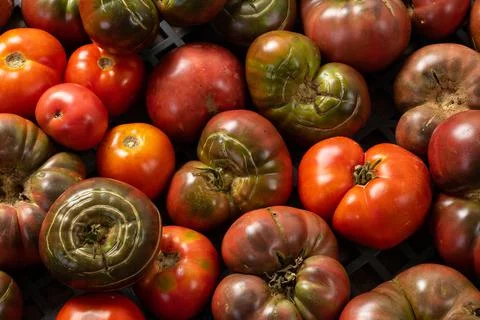 Farmed Organic Tomatoes Stock Photos