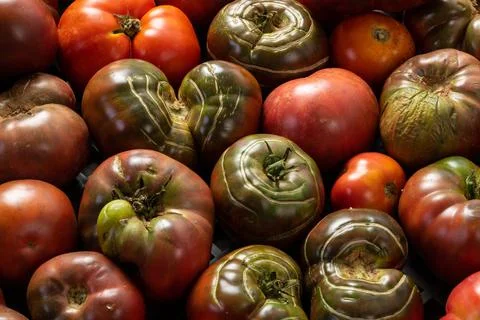 Farmed Organic Tomatoes Stock Photos