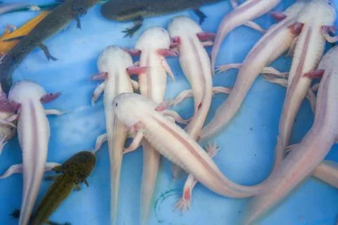 Farmed pet salamander for sale in aquarium shop Stock Photos