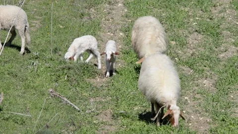 Farmed sheep Stock Footage 149004275