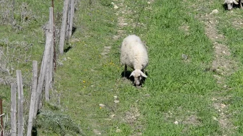 Farmed sheep Stock Footage 149412385