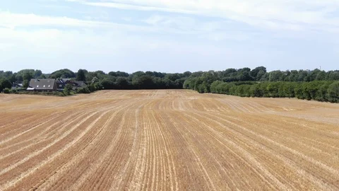 Farmed Wheat field drone shot. Farming season (Ungraded). 스톡 동영상 113053782