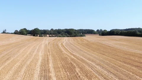 Farmed Wheat field drone shot. Farming season (Ungraded). Stock Footage 113053790