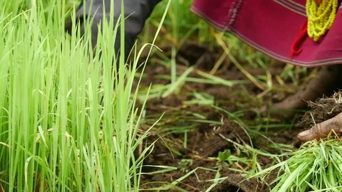 Farmer 3 Stock Footage 79253566