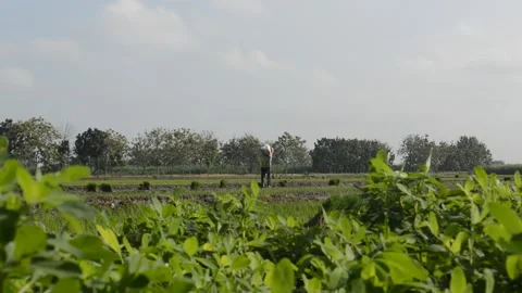 Farmer activities in the fields Video stock 194770011
