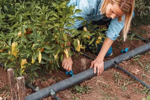 Farmer adjusting drip irrigation system in a pepper field Stock Photos