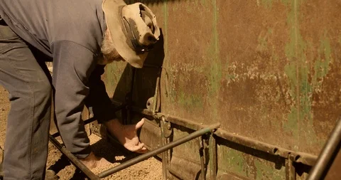 Farmer adjusting grain in feed bin for sheep on drought stricken farm 스톡 동영상 122348038