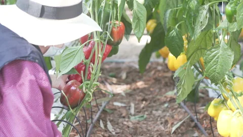 Farmer agronomist checking bell pepper crop quality. agriculturalist harvest Stock Footage 168011640