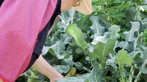 Farmer agronomist checking cauliflower vegetable crop quality. agriculturalist Stock Footage 168012420