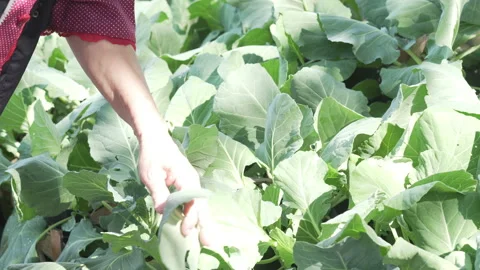 Farmer agronomist checking collard vegetable crop quality. agriculturalist Stock Footage 168013252