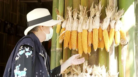 Farmer agronomist checking corn maize crop quality. agriculturalist Stock Footage 168011502