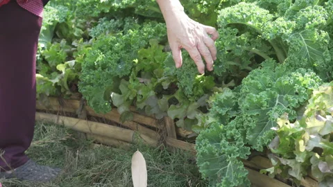Farmer agronomist checking kale vegetable crop quality. agriculturalist harvest Stock Footage 168012358