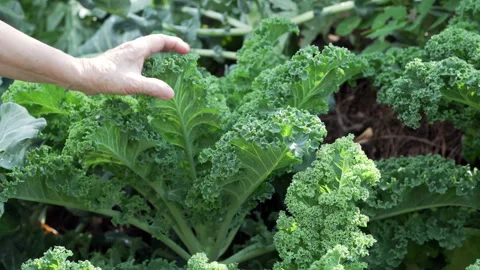 Farmer agronomist checking kale vegetable crop quality. agriculturalist harvest Stock Footage 168012495