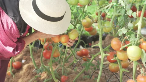 Farmer agronomist checking tomato crop quality. agriculturalist harvest Stock Footage 168013024
