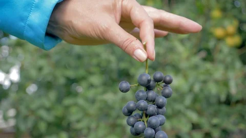 Farmer Agronomist Hands Holding A Bunch Of Ripe Black Grapes Shows In The Camera Stockbeeldmateriaal 104553997