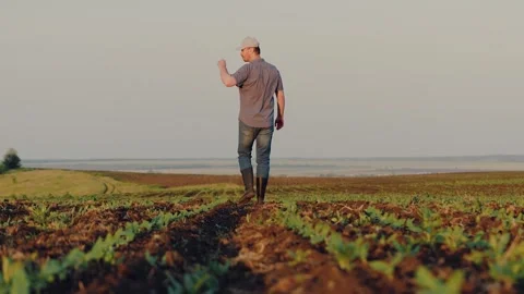 Farmer agronomist observes possible difficulties in growing plants on farm field Stock Footage 254652951
