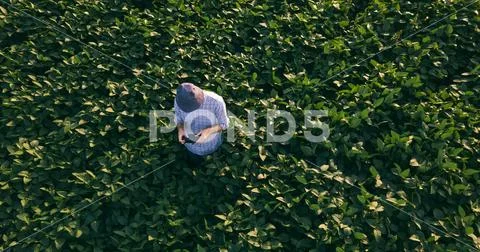 Farmer agronomist using drone to observe soybean field Stock Photos