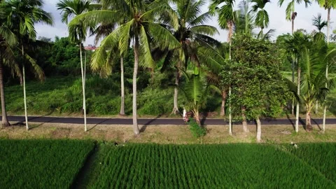 Farmer Amidst Palm Trees During Rice Harvest Time in Bali 4k Stock Footage 247449316