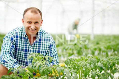 Farmer among plants Stock Photos