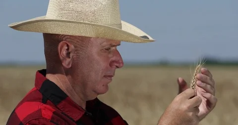 Farmer Analyze Close Up Wheat Grains from Farm Ecological Cereals Culture Stock Footage 83692219