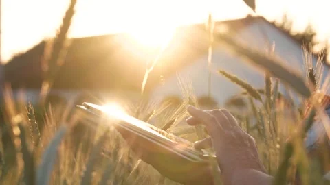 Farmer analyzing crops growth using digital tablet at sunset Stock Footage 283393759