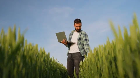 Farmer analyzing crops with laptop in wheat field Stock-Footage 317198673