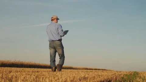 Farmer analyzing data on a tablet in a wheat field, Modern agriculture with Stock Footage 311485078