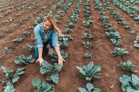 Farmer analyzing the growth of cabbage crops in her field Stock Photos
