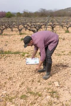 Farmer analyzing soil conditions and data charts on a clipboard in a vineya.. Stock Photos