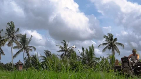 Farmer and bird Video stock 242073061