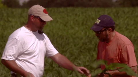 Farmer and consultant inspect corn plant roots 00003 Stock-Footage 63147723