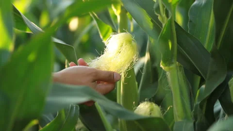 Farmer and corn crop Stock Footage 210612668