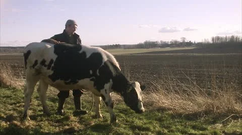 A farmer and a cow Stock Footage 11338111