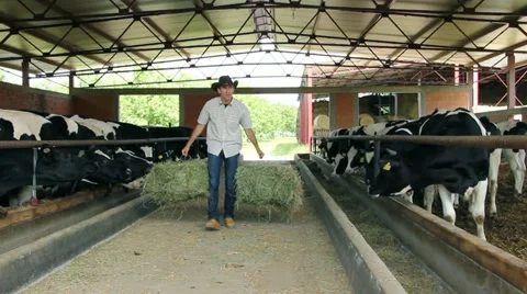 Farmer and Cows Video stock 11133851