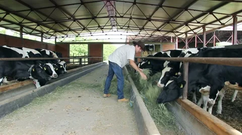 Farmer and Cows Video stock 11133865