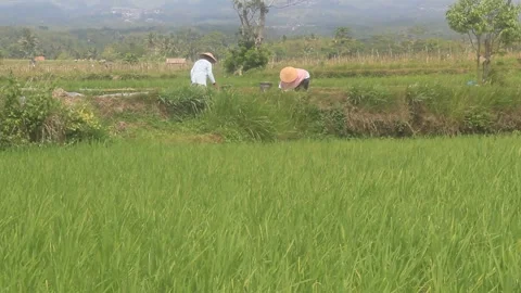 Farmer and fields Stock Footage 215808315