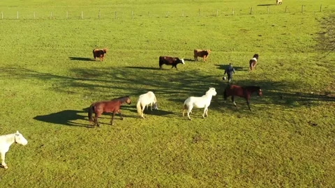 A farmer and his flock Stock Footage 150383885