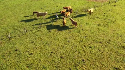 A farmer and his flock Stock Footage 150384287