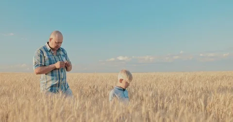 Farmer and his son walk across the field and look around. Beautiful golden field Stock Footage 112095945