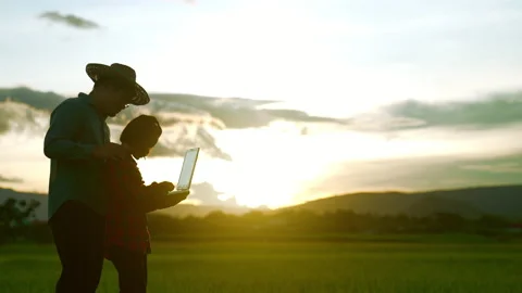 Farmer and kid looking rice field on sunset for learning outdoor from family Video stock 203771236