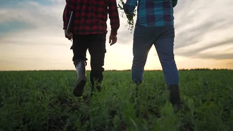Farmer and man walk through grass. Talk grows under sunset light. Outdoor field Vídeos de archivo 319252964